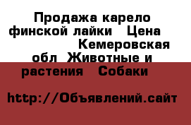 Продажа карело-финской лайки › Цена ­ 20000-25000 - Кемеровская обл. Животные и растения » Собаки   